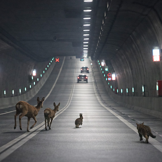 Gdy las zagl�da pod beton. Dziki epizod w nowoczesnym tunelu. Zobacz film!