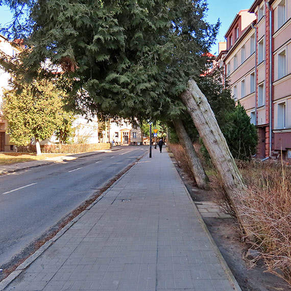 Niebezpiecznie przy ulicy Poznańskiej. Pochylone tuje mogą runąć na chodnik i jezdnię