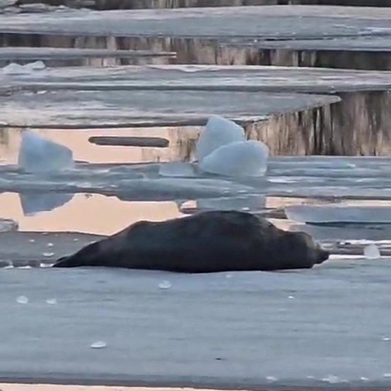 Martwa foka w kanale portowym. Jeszcze dwa dni temu dryfowa�a na krze z Zalewu w stron� morza