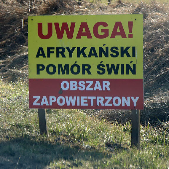 ASF na wyspie Wolin. Potwierdzono chore dziki, kolejne pr�bki w laboratorium