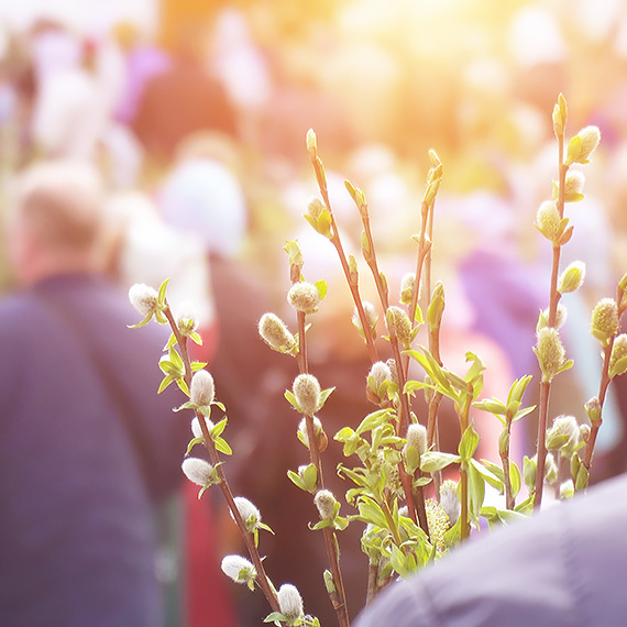  Palmy - symbol m�ki i nadziei. Dzi� zaw�adn� tak�e �winouj�ciem!
