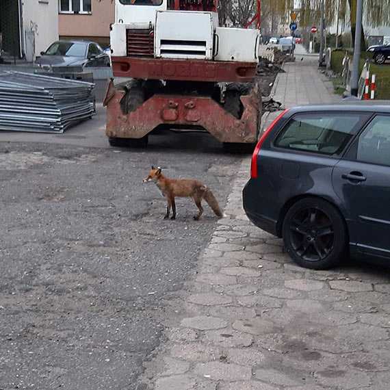 Lisy spaceruj� po centrum �winouj�cia. Coraz �mielej zagl�daj� 