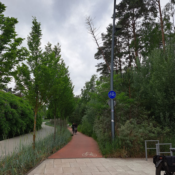 Niebezpieczne drzewo nad ścieżką rowerową przy wejściu na plażę nr 11