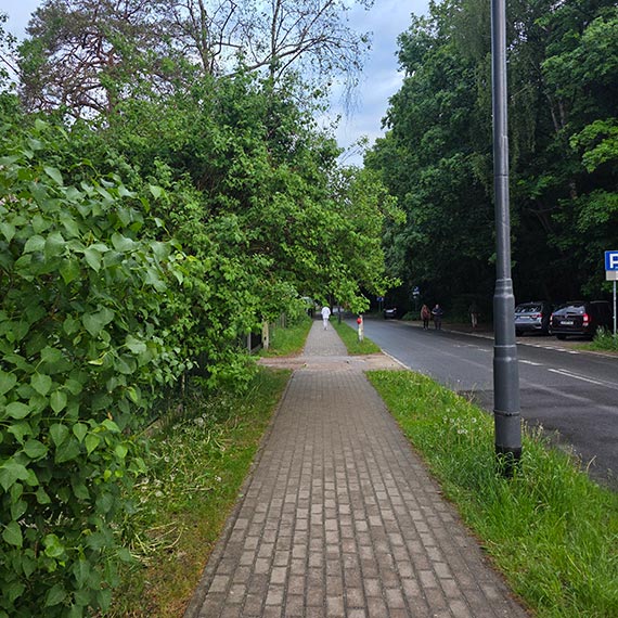 Mieszkańcy ulicy Małachowskiego mają dość zarośli. Chcą porządku na drodze do plaży