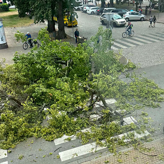 Drzewo runęło na ulicę Armii Krajowej. Silny wiatr sparaliżował ruch w centrum Świnoujścia