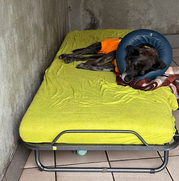 Pomoc zwierzętom i zmiany w schronisku. Dużo dzieje się każdego dnia
